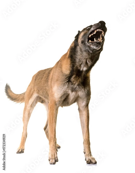 Fototapeta belgian shepherd malinois