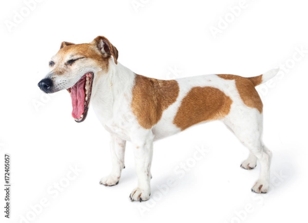 Fototapeta Funny yawning, smiling, yelling, laughing dog with open mouth stands side. White background