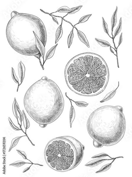 Fototapeta Collection of lemons