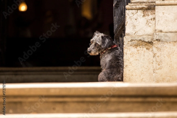 Fototapeta The sad dog waits for the owner