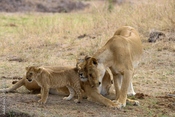 Fototapeta lion love in masai mara