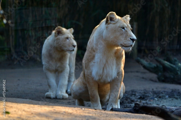 Fototapeta lion petit lionceau