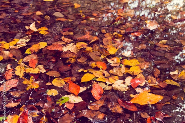 Fototapeta Soft view of autumn landscape, dry trees, golden sky, tree reflected in lake, seasons change, sunny day, autumnal park, fall nature.