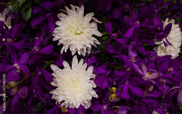 Fototapeta White flowers and purple leaves texture. Abstract background