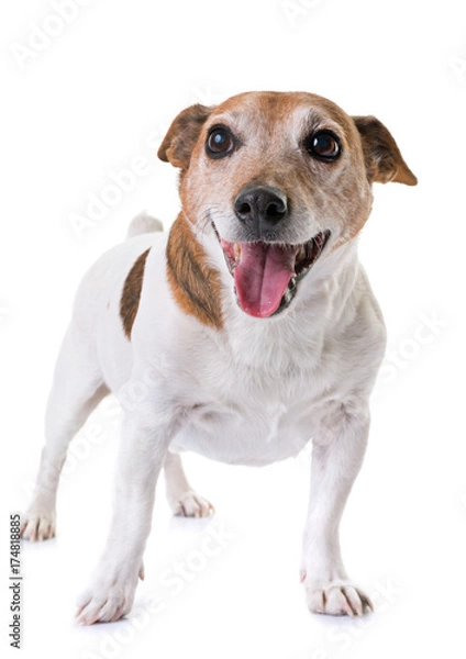 Fototapeta old jack russel terrier