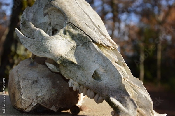 Fototapeta Skull