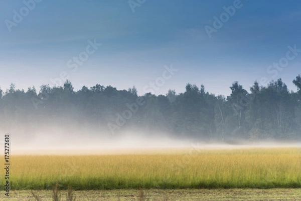 Fototapeta thick morning fog in the summer green field and forest. Morning landscape in summer thick fog. dense fog in the morning. early morning. forest hiding in the fog.