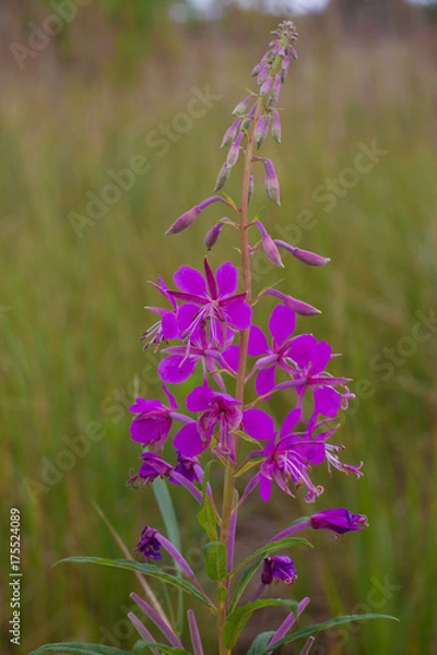 Fototapeta Chamaenerion angustifolium purple flowers. Fireweed plant, medical tea