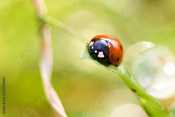 Fototapeta Ladybug, sweet bud for nature background.