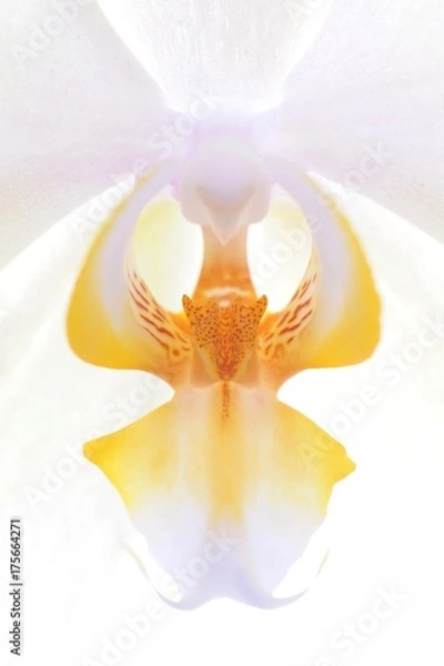 Fototapeta Orchid (Phalaenopsis)