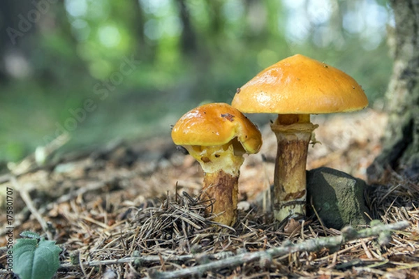 Fototapeta Two suillus grevillei edible forest mushroom