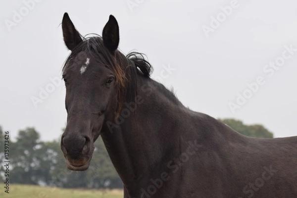 Fototapeta Dark horses animal portrait