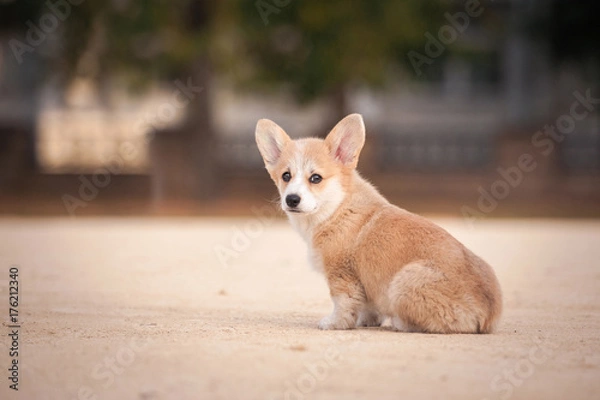 Fototapeta Welsh corgi pembroke puppy