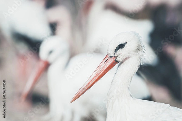 Fototapeta Cigogne