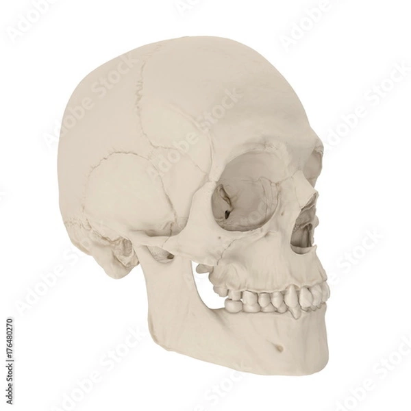 Fototapeta Male Human Skull on white. 3D illustration