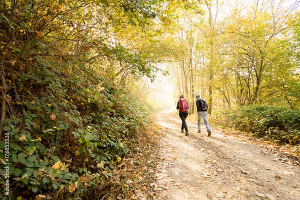 Fototapeta hikers walking path in the woodland