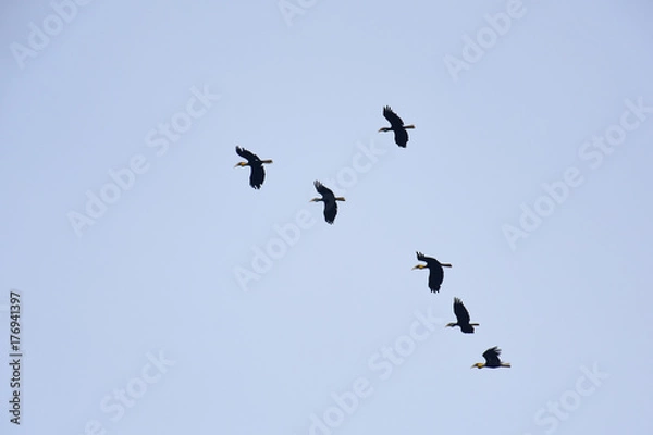 Obraz A flocking of Plain-pouched hornbill, Aceros subruficollis, Thailand 