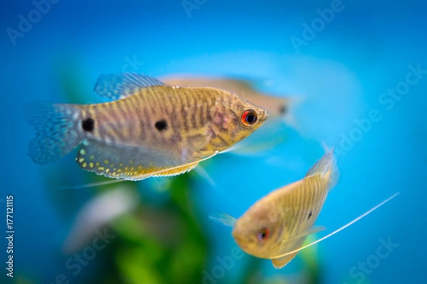 Fototapeta blue gourami fish  in an aquarium, sideview