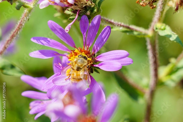 Fototapeta Bee with colorful flower in the summer