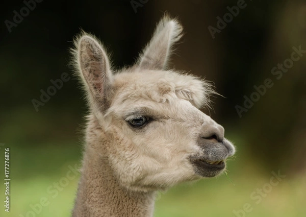 Fototapeta Head of a llama