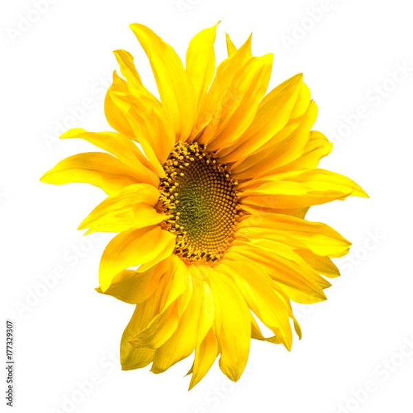 Fototapeta Flower of sunflower isolated on white background.