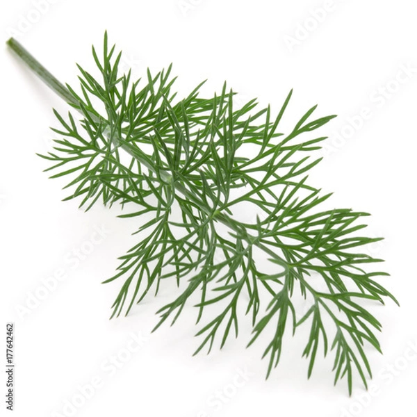 Fototapeta Close up shot of branch of fresh green dill herb leaves isolated on white background