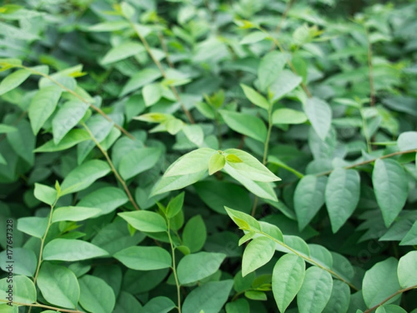 Fototapeta Star Gooseberry Leaves in The Garden