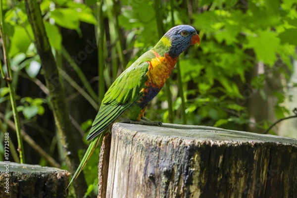 Fototapeta Rainbow Lorikeet sitting on the trunk.