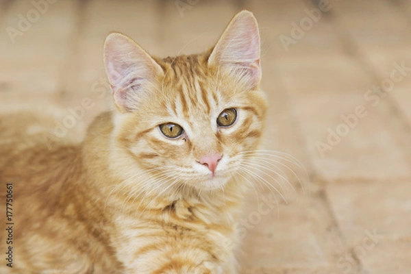 Fototapeta yellow stray kitty cat portrait