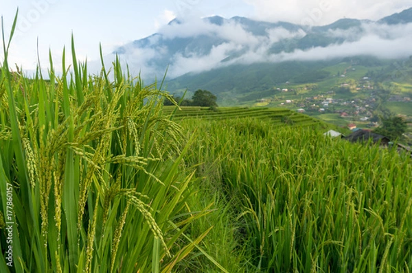 Fototapeta Close up of rice plant with terraces and countryside landscape view on the background