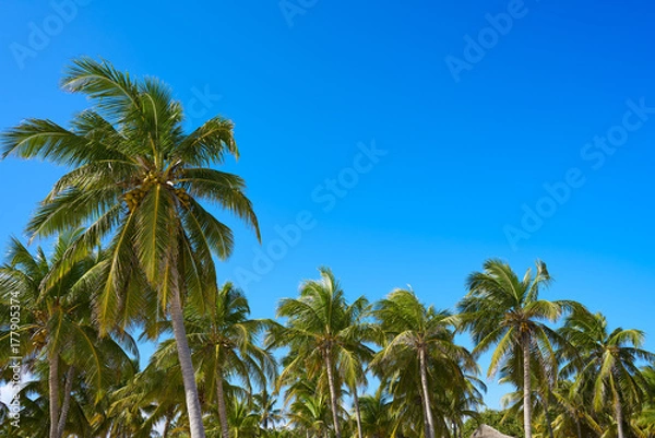 Fototapeta Tulum palm trees jungle on Mayan Riviera beach