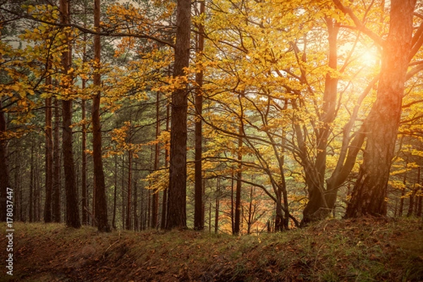 Fototapeta Beautiful autumn view in forest.