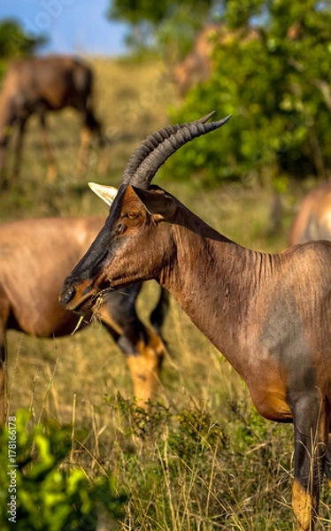 Fototapeta A topi antelope looks left with the shrubland of Kenya's Masai Mara NAtional Park in the background