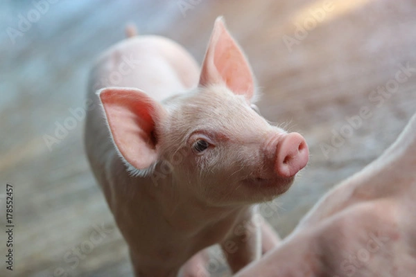 Fototapeta Piglet waiting feed in the farm. Pig indoor on a farm yard in Thailand. swine in the stall. Close up eyes and blur. Portrait animal.