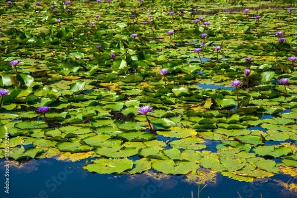 Fototapeta Purple Lotus in the lotus pond