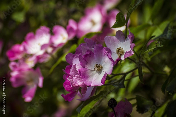 Fototapeta Bi colored group of flowers