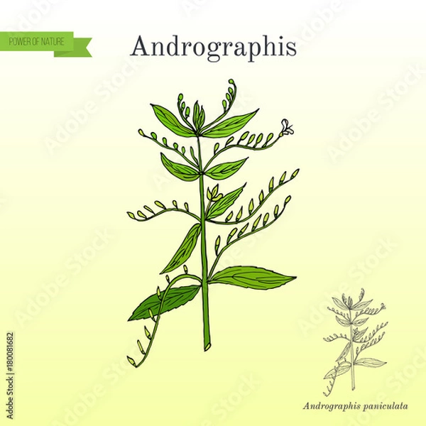 Fototapeta Andrographis paniculata, or king of bitters, ayurvedic herb