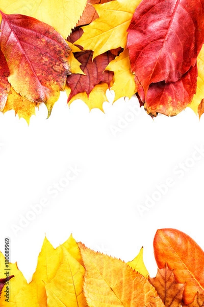 Fototapeta Colorful autumn leaves on white background