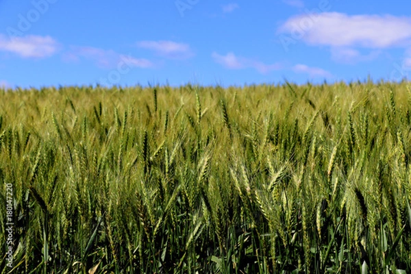 Fototapeta Green wheat fields, agricultural cultivation, technological advances in soil preparation. Wheat is a major ingredient in such foods as bread, biscuits, pancakes, pies, cakes, pastries, cookies, muffin