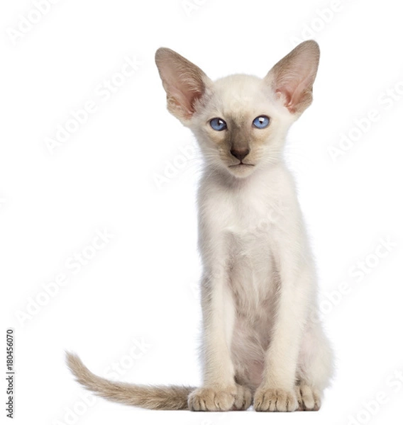 Fototapeta Oriental Shorthair kitten sitting and looking at camera against white background