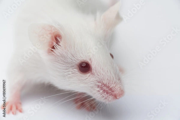 Fototapeta white laboratory mouse close-up on a white background