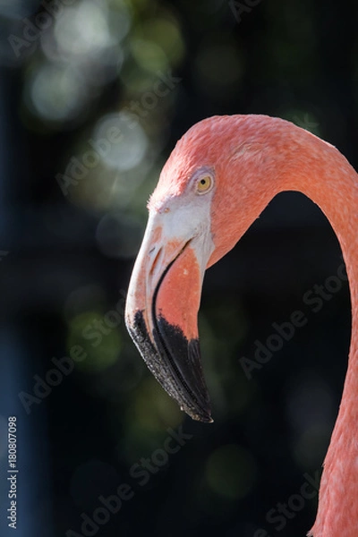 Fototapeta Pink Florida Flamingos