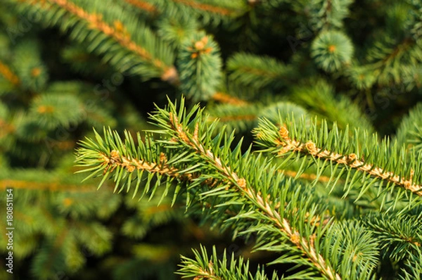 Fototapeta Green fluffy fir tree brunch close up