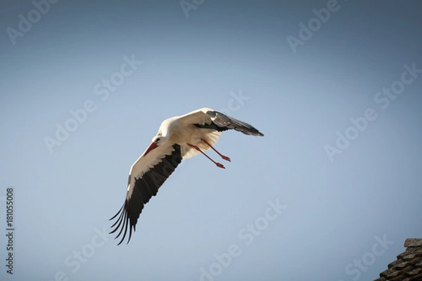 Fototapeta Fliegender Weißstorch