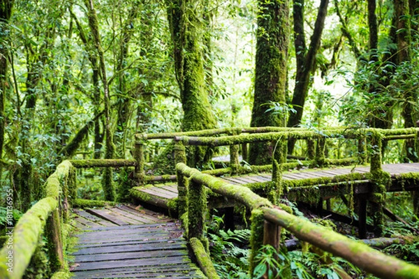 Fototapeta Fresh green moss on old wooden walkway in wet forest