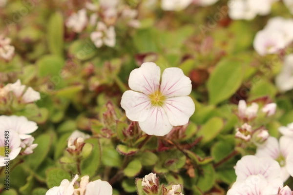 Fototapeta "Chickweed Baby's-Breath" flower (or Mouse-eared Gypsophila, Himalaya Schleierkraut) in St. Gallen, Switzerland. Its Latin name is Gypsophila Cerastioides, native to Himalayas, Bhutan and Pakistan.