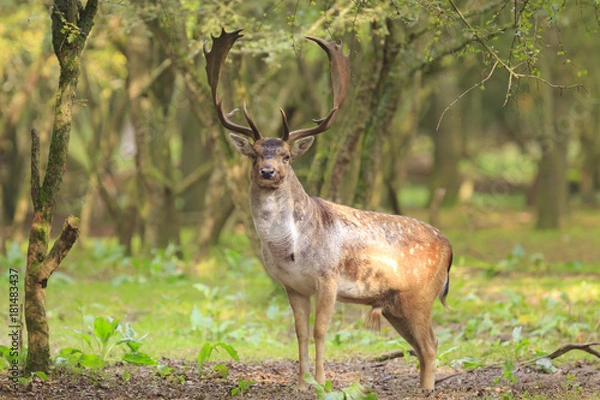 Fototapeta Big Fallow deer stag with large antlers walking in a forest