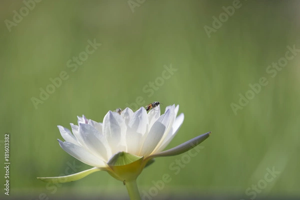 Fototapeta beautiful lotus flower