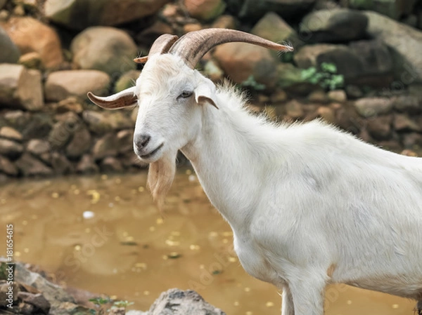 Fototapeta Billy goat grazing on farm in Thailand.