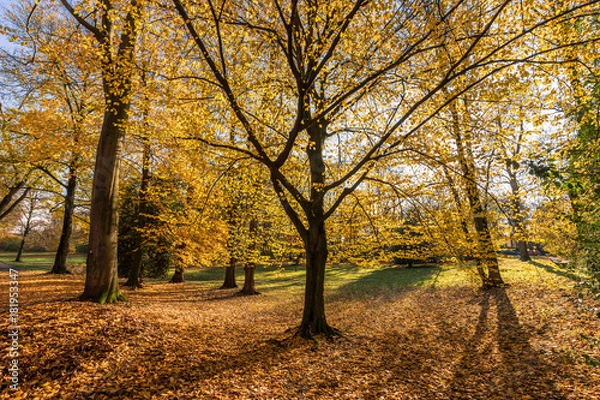 Fototapeta Colourful Autumn Trees In The Park